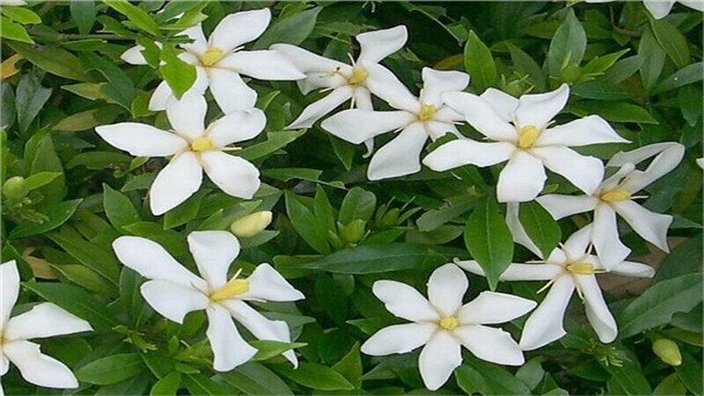 栀子花为什么不开花 栀子花为什么不开花