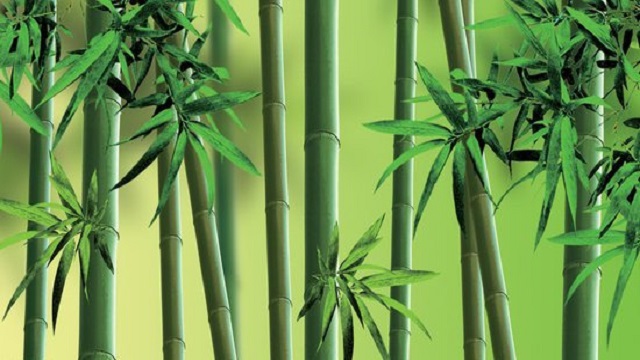 竹子的养殖方法和注意事项 竹子的养殖方法和注意事项