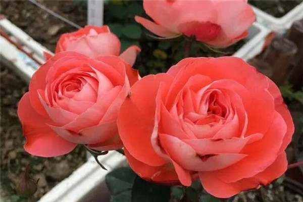 谁说没院子不能养花?这8种小型月季,种1棵爆满阳台! 谁说没院子不能养花?这8种小型月季,种1棵爆满阳台!
