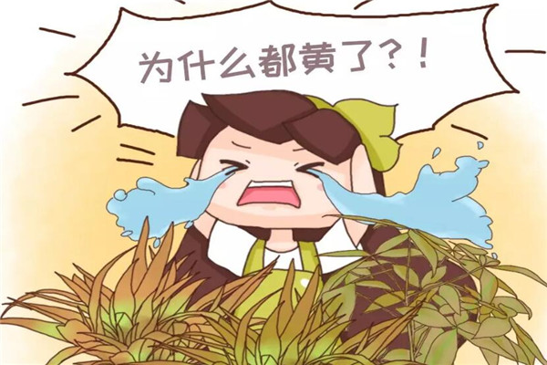 栀子绿萝…又发黄?学2招,立马绿得冒油,蹭蹭疯长! 栀子绿萝…又发黄?学2招,立马绿得冒油,蹭蹭疯长!