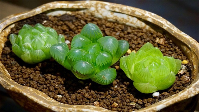 玉露的播种方法 玉露的播种方法