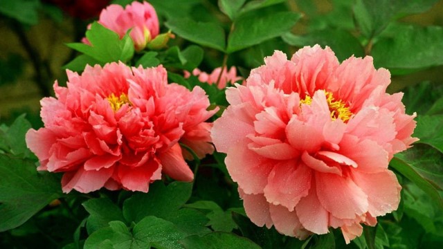 牡丹花的播种方法 牡丹花的播种方法