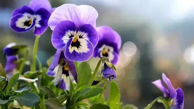 蝴蝶花的养殖方法 蝴蝶花的养殖方法