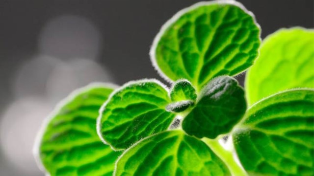 碰碰香怎么施肥 碰碰香怎么施肥