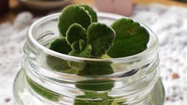 碰碰香可以水培吗 碰碰香可以水培吗