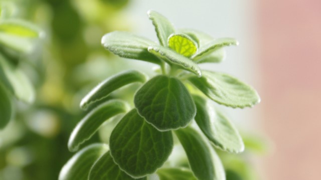 碰碰香的养殖方法 碰碰香的养殖方法