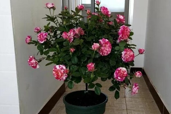 这9种花长成棒棒糖,只需3个小动作,邻居羡慕得翻墙偷! 这9种花长成棒棒糖,只需3个小动作,邻居羡慕得翻墙偷!