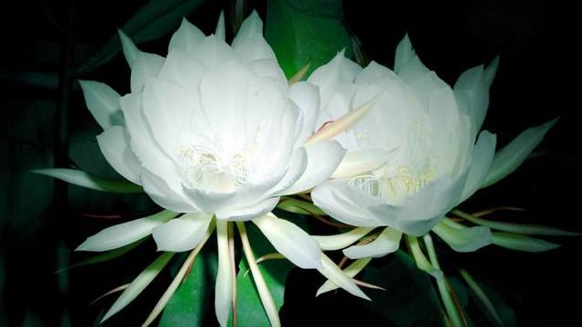 昙花叶子发黄怎么办 昙花叶子发黄怎么办
