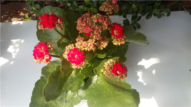 长寿花叶子发黄怎么办 长寿花叶子发黄怎么办