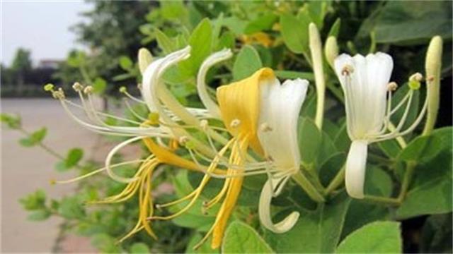 金银花叶子发黄怎么办 金银花叶子发黄怎么办