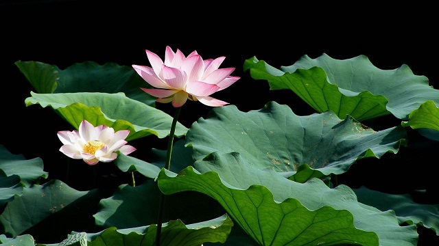 莲花的叶子发黄怎么办 莲花的叶子发黄怎么办