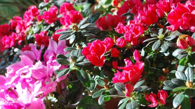 杜鹃花怎么养 杜鹃花怎么养