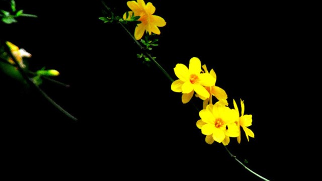 迎春花叶子发黄怎么办 迎春花叶子发黄怎么办