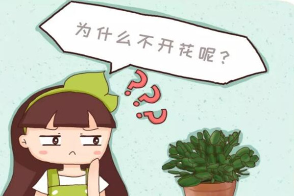栀子君子兰……3年不开花?不做这1点,别想开花! 栀子君子兰……3年不开花?不做这1点,别想开花!
