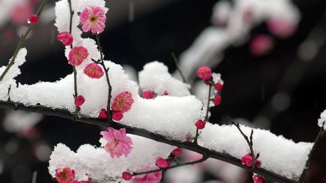 梅花叶子发黄怎么办 梅花叶子发黄怎么办