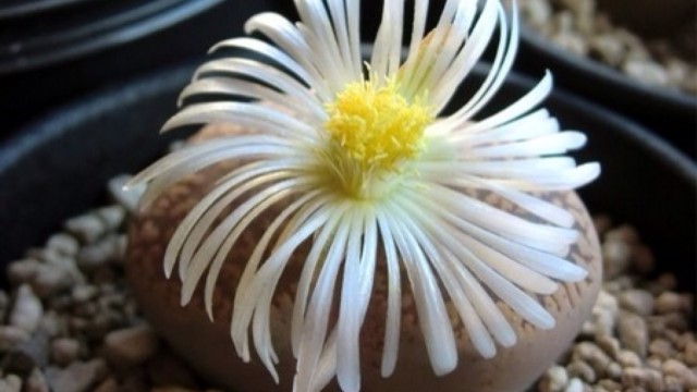 生石花怎么养 生石花怎么养