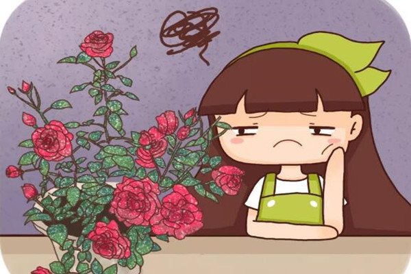 月季=药罐子?学会这5个技巧,保你月月开花不招虫! 月季=药罐子?学会这5个技巧,保你月月开花不招虫!