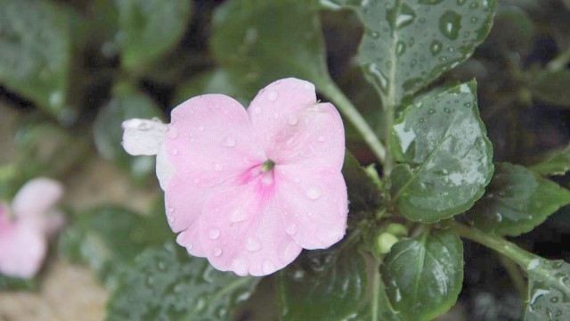 凤仙花怎么养 凤仙花怎么养