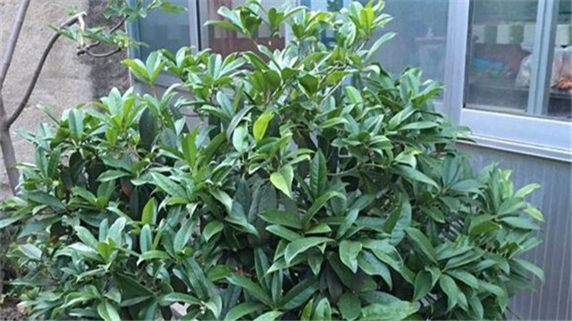 桂花叶子发黄怎么办 桂花叶子发黄怎么办