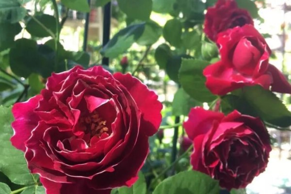 14种月季,看一眼就中毒,无药可救! 14种月季,看一眼就中毒,无药可救!