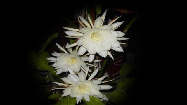 昙花怎么养 昙花怎么养