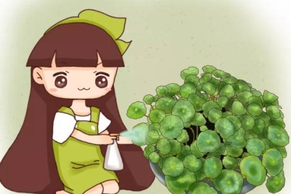 绿萝铜钱草…叶子比8个硬币还大,咋养的? 绿萝铜钱草…叶子比8个硬币还大,咋养的?