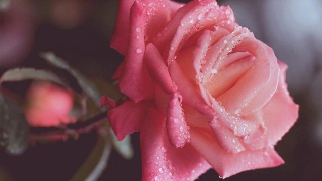 玫瑰花怎么养 玫瑰花怎么养