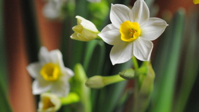 水仙花怎么养 水仙花怎么养