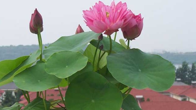 碗莲不开花的原因 碗莲不开花的原因