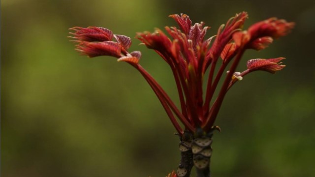 香椿芽怎么吃 香椿芽怎么吃