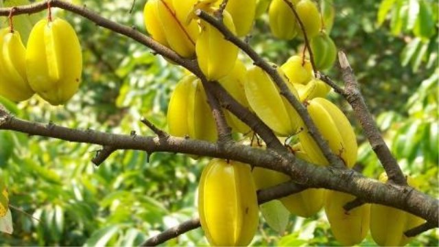 杨桃怎么吃 杨桃怎么吃