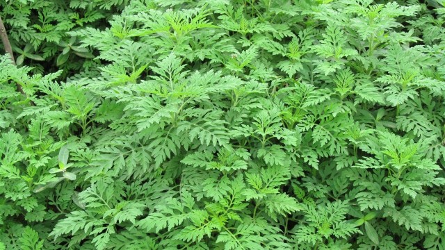 艾草的养殖方法和注意事项 艾草的养殖方法和注意事项