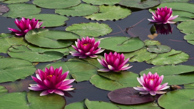 莲花烂根是怎么回事 莲花烂根是怎么回事