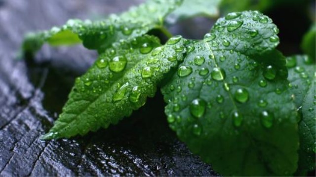 薄荷烂根是怎么回事 薄荷烂根是怎么回事