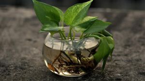 绿萝可以放在卧室吗