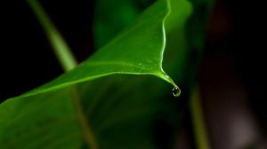 滴水观音有毒吗