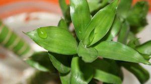 富贵竹怎么养才能更旺盛