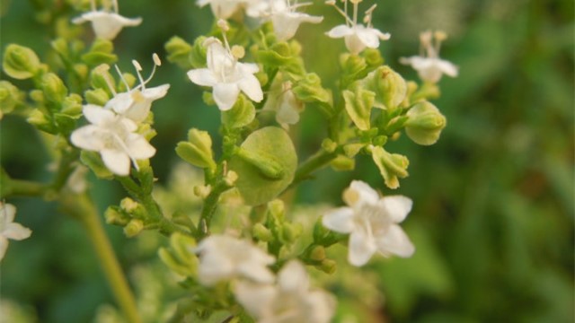 菥蓂的功效与作用 - 花百科