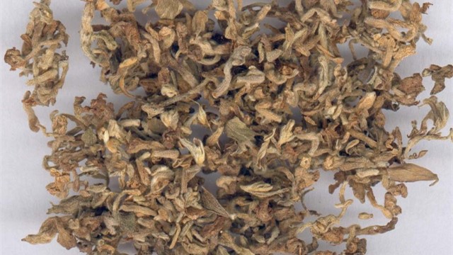 芫花根 - 第1张  | 中药养生知识-中草药的功效与作用