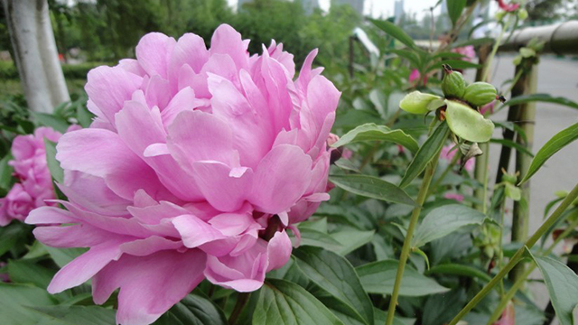 芍药的花语是什么 芍药的花语是什么