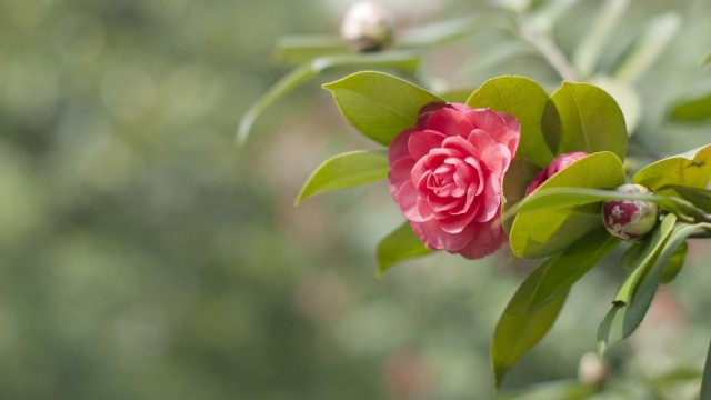 茶花有蕾不开花怎么办 茶花有蕾不开花怎么办