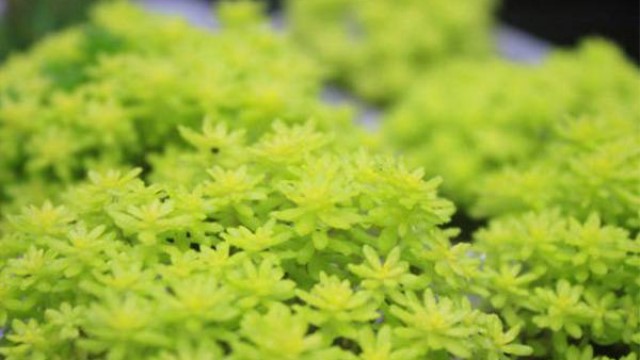 黄金万年草的繁殖方法 黄金万年草的繁殖方法
