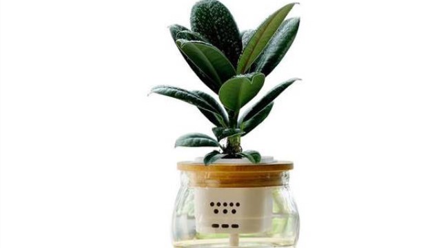 橡皮树的水培方法 橡皮树的水培方法