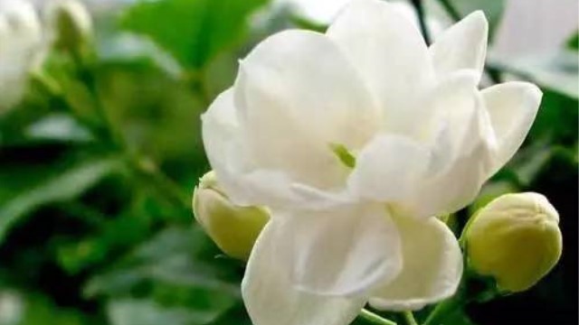 盆栽茉莉花的养护方法 盆栽茉莉花的养护方法
