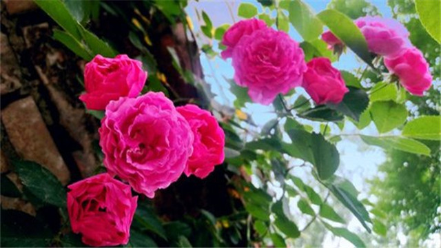 蔷薇花的养殖方法和注意事项 蔷薇花的养殖方法和注意事项