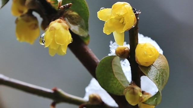 腊梅的花语和象征 腊梅的花语和象征