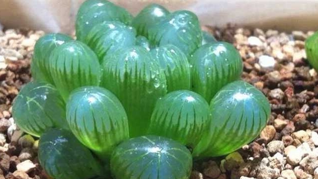 玉露开花会死吗 玉露开花会死吗