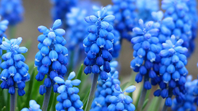 风信子花语是什么 风信子花语是什么
