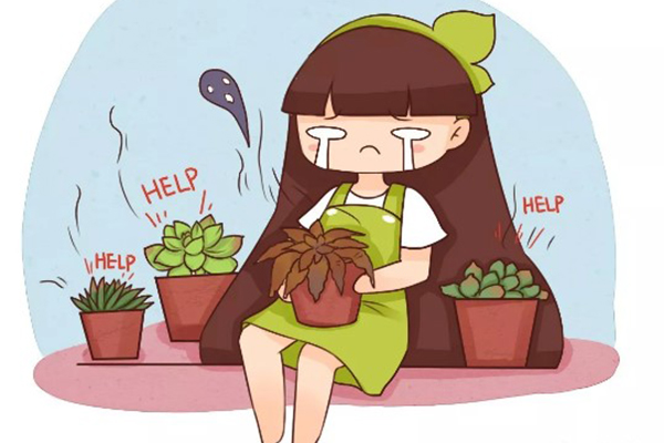 多肉黑腐王就是它!赶紧救~ 否则全死光! 多肉黑腐王就是它!赶紧救~ 否则全死光!