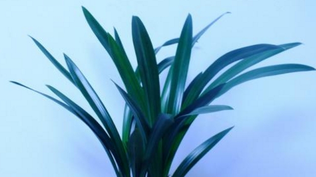 墨兰什么时候开花 墨兰什么时候开花